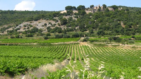 Languedoc Montpeyroux