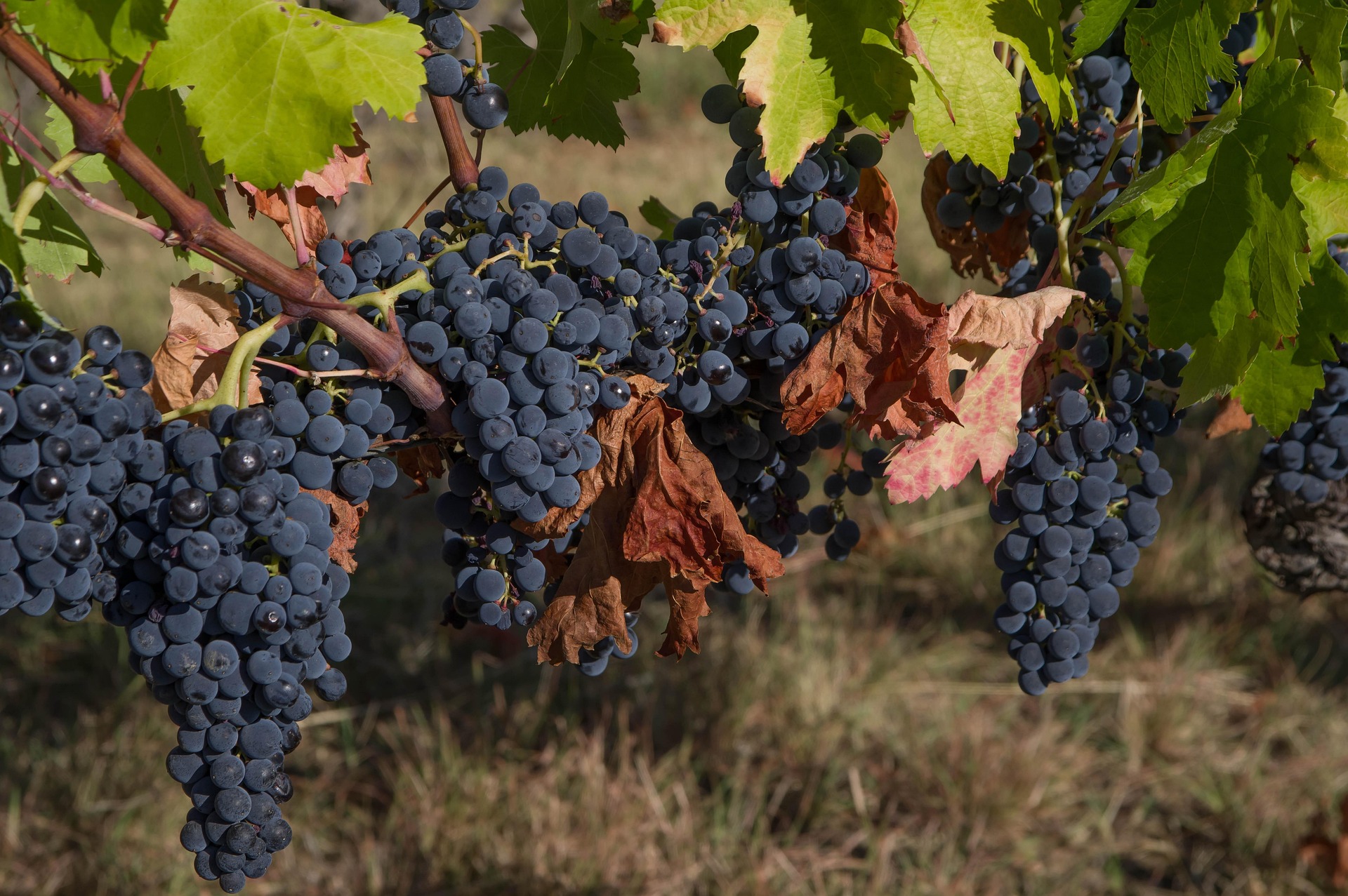 Domaine Pierre Bourée